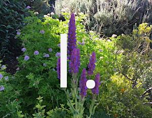 Still from Prairieform's lawn-to-garden video showing Nepeta tuberosa with a bumble bee on it.