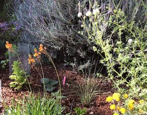 Still from Prairieform video showing a redesigned portion of the featured front yard with fine-grained flowering plants and grasses.