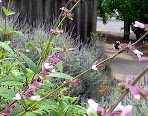 Bees on Salvia waverly in a film still from Bringing in the Bees by Prairieform.