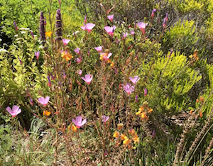 Film still of pollinator-friendly plants from Prairieform's video Bringing in the Bees.