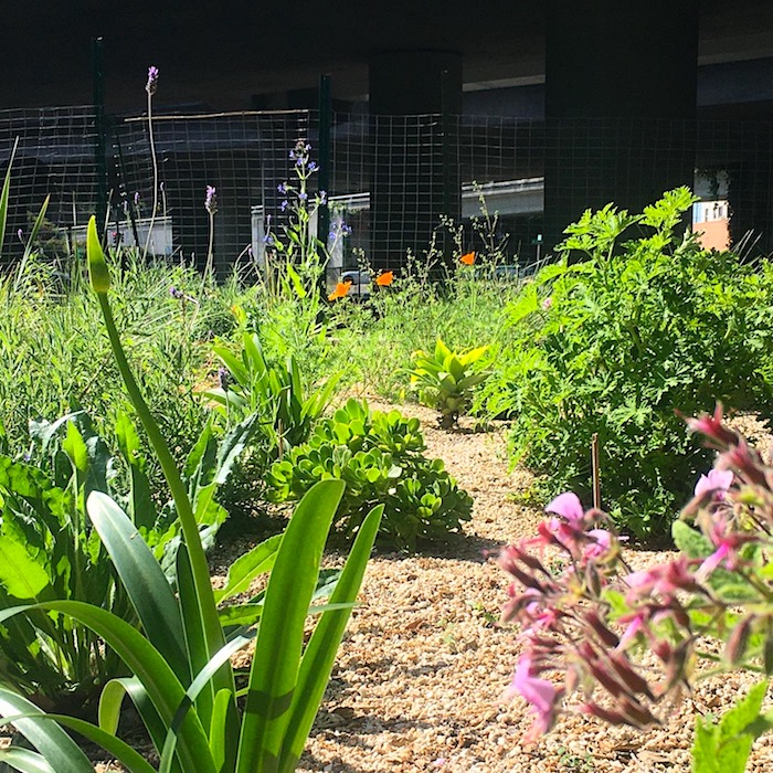 Photo of the Frog Park Climatescape in full spring splendor.