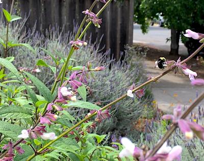 Bees on Salvia Waverly, a scene from Prairieform's video Bringing in the Bees.