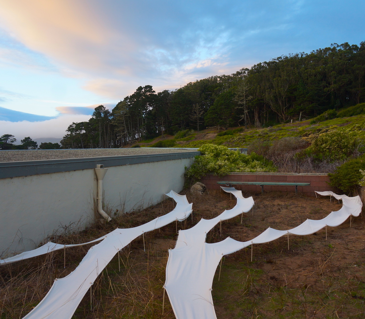 The curves and shapes of the fabric framing the existing plants within the abandoned space.