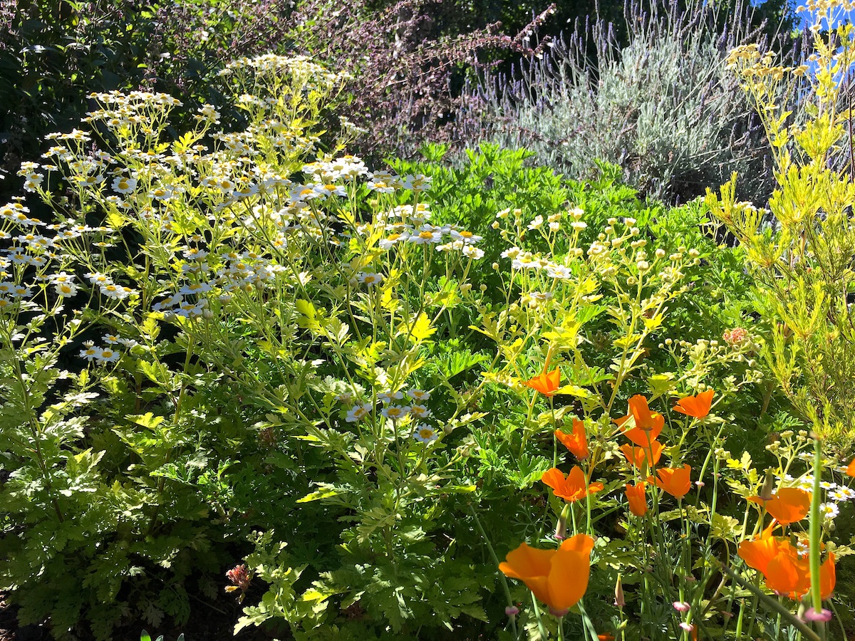 Another view of the Oakland irrigation-free landscape in early summer.