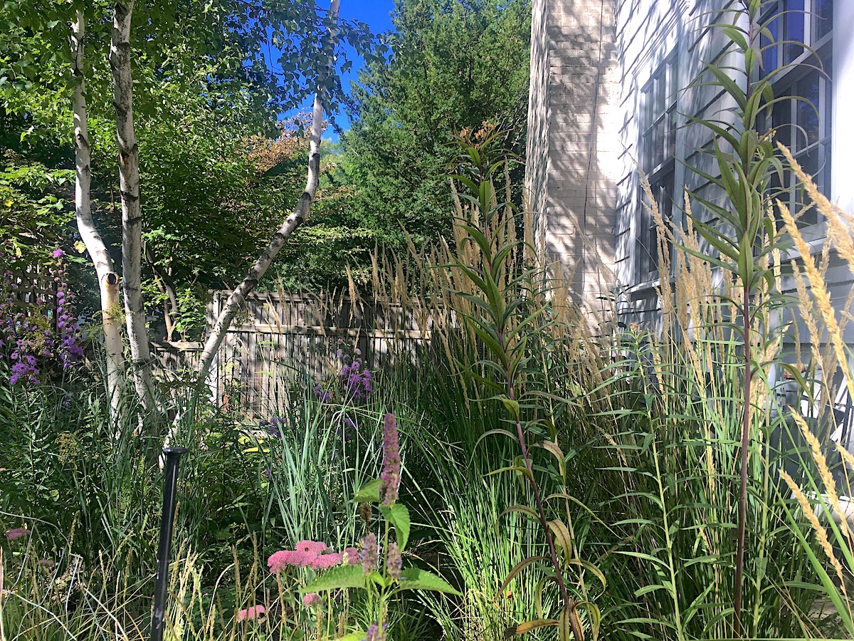 The experimental butterfly landscape in its second year.