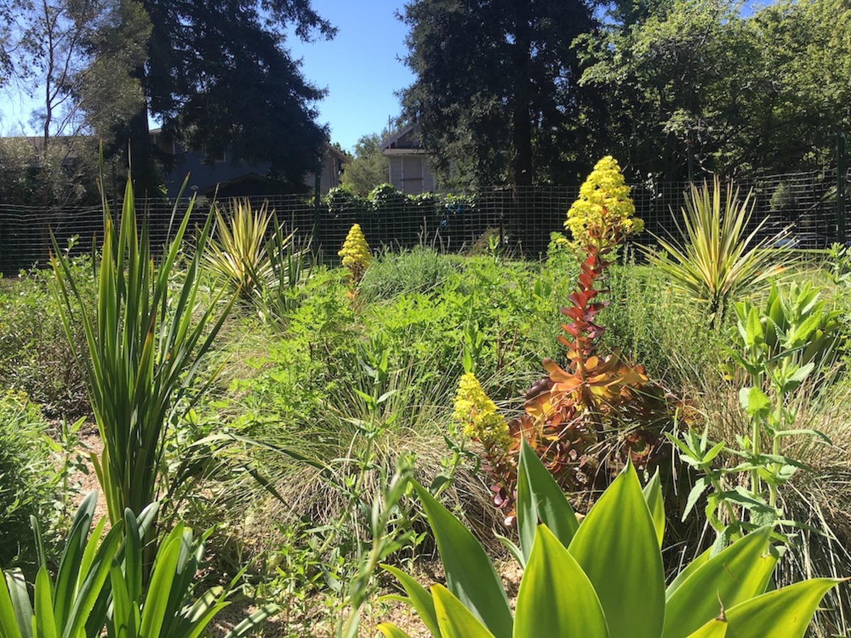 A view of the Frog Park Climatescape in the spring of 2026.