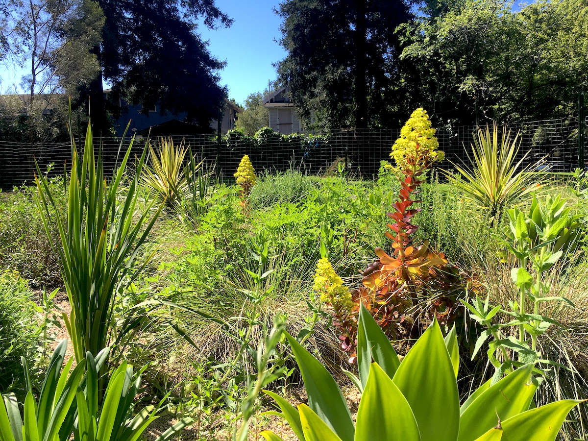 Springtime in the Frog Park Climatescape.